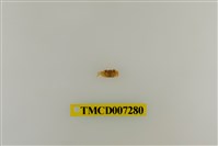 藏品(粗掌開口蟹)的圖片